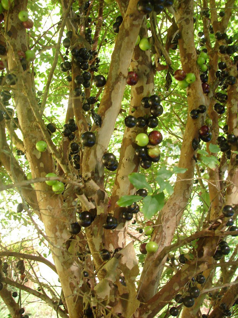 Polynesian_Produce_Stand